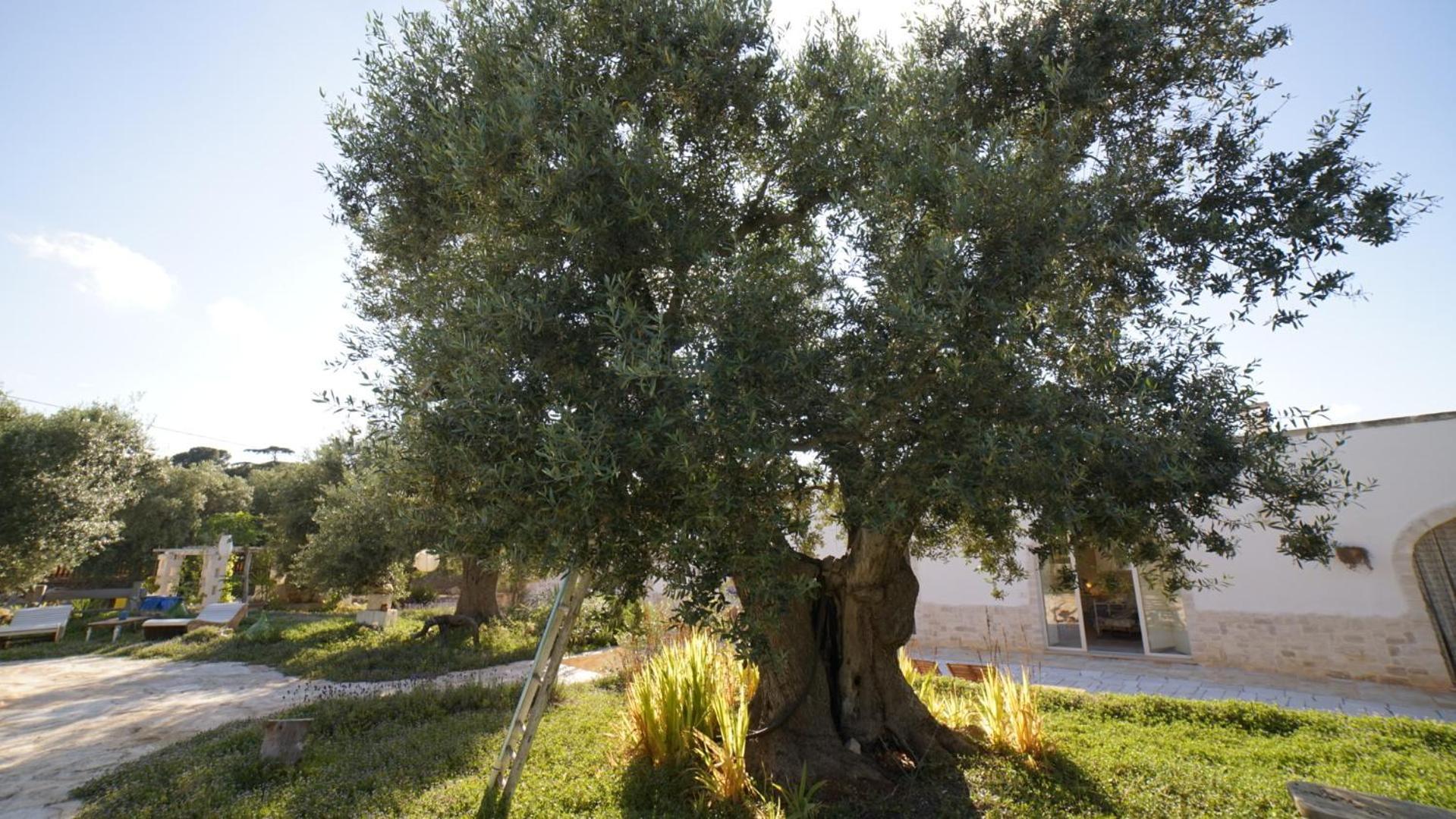 Villa Dimora Trullivo, Charming House Castellana Grotte Exterior foto